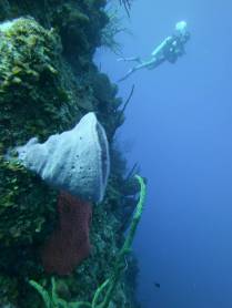 Grandes esponjas nas pareds do Randy's Gazeboo, em Little Cayman, nas Ilhas Caiman